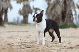 BOSTON TERRIER 363